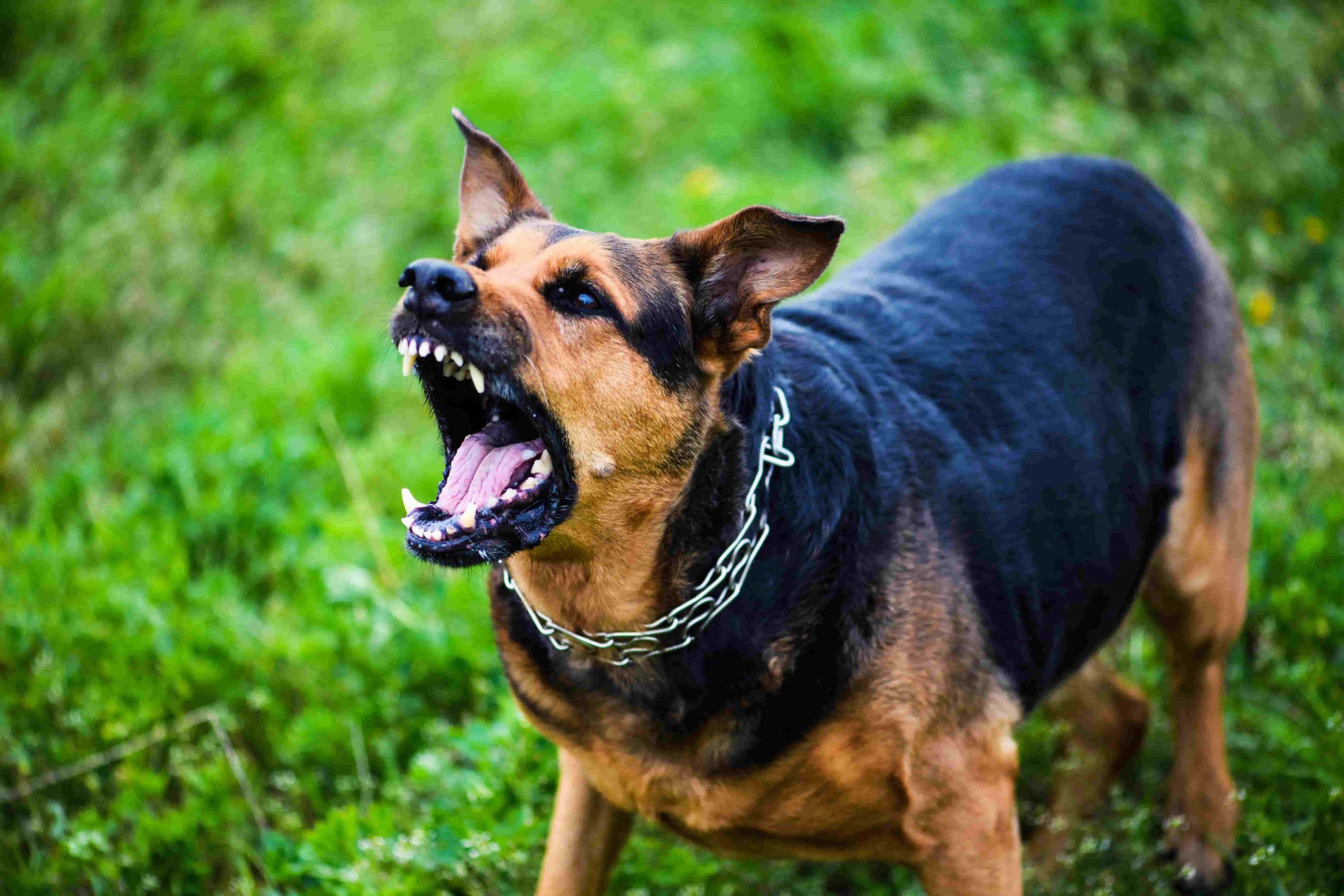 Dog bite injury fayetteville georgia